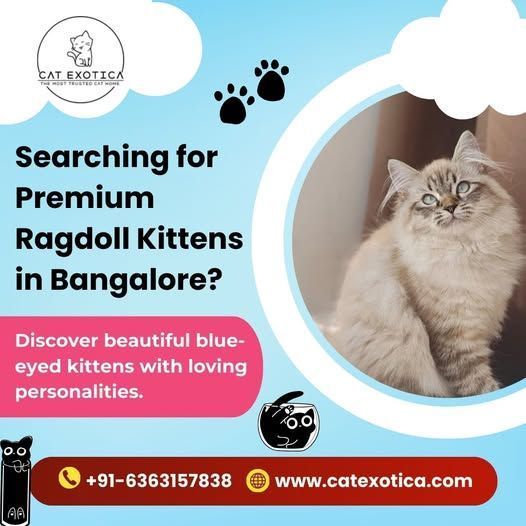 ragdoll-cat-for-sale-in-bangalore-big-0