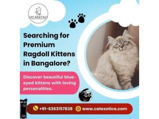 ragdoll-cat-for-sale-in-bangalore-small-0