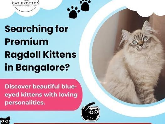ragdoll-cat-for-sale-in-bangalore