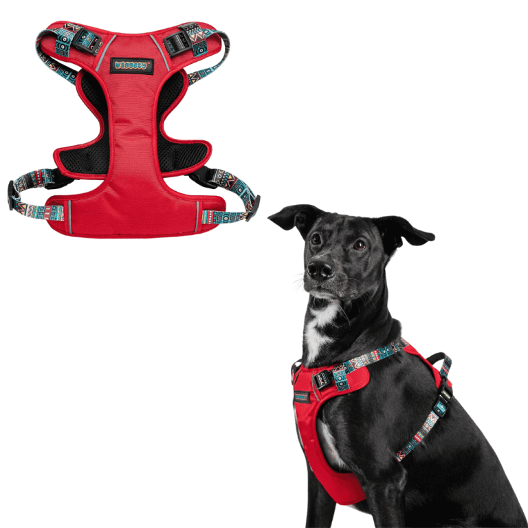 premium-dog-accessories-grooming-products-for-every-pup-big-1