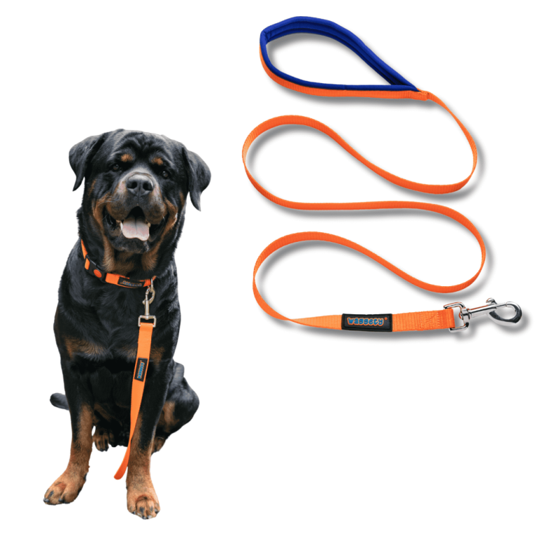 premium-dog-accessories-grooming-products-for-every-pup-big-0