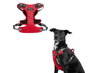 premium-dog-accessories-grooming-products-for-every-pup-small-1