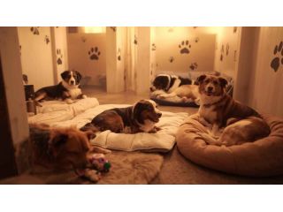 dog-boarding-services-in-mumbai-small-0