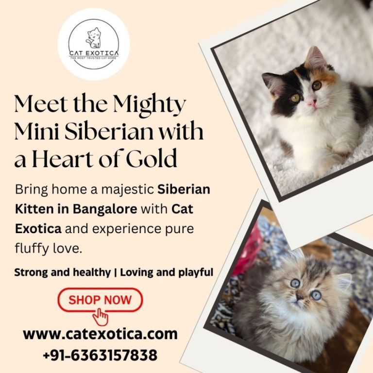 siberian-kitten-in-bangalore-big-0