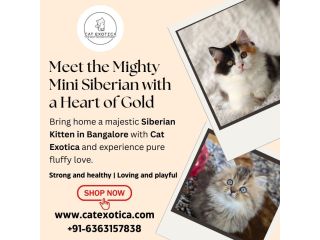 siberian-kitten-in-bangalore-small-0