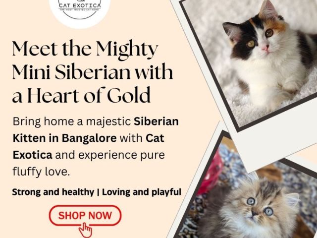 siberian-kitten-in-bangalore