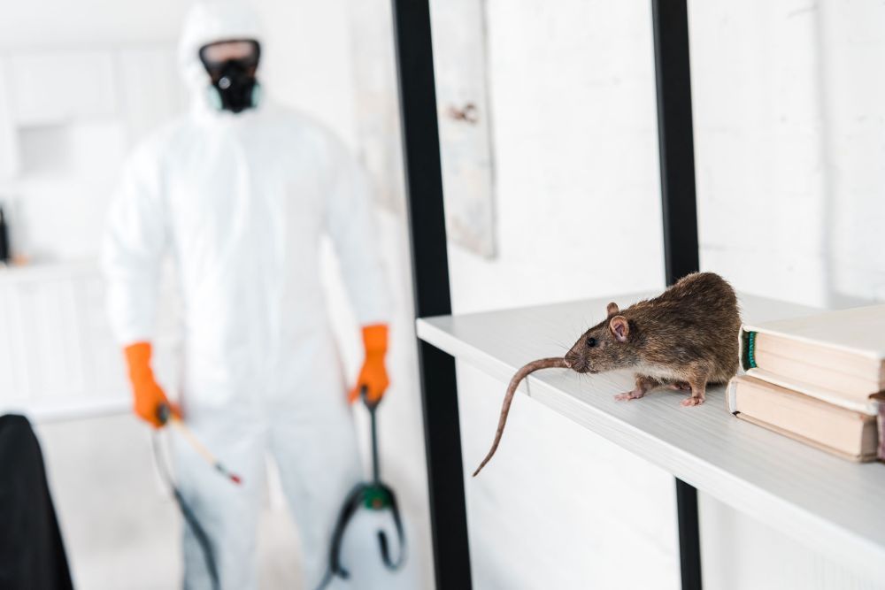 rat-control-chennai-pest-rid-naturals-big-0