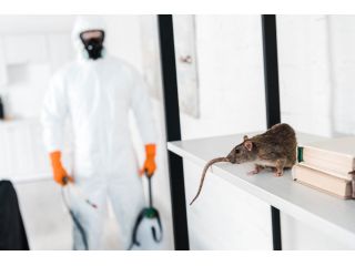 rat-control-chennai-pest-rid-naturals-small-0