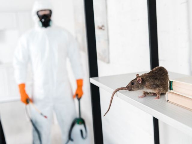 rat-control-chennai-pest-rid-naturals