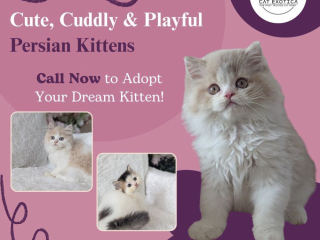 persian-kittens-for-sale-in-bangalore-healthy-purebre