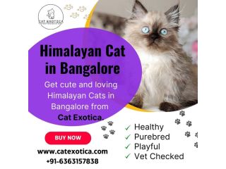 adorable-himalayan-cats-for-sale-in-bangalore-small-0