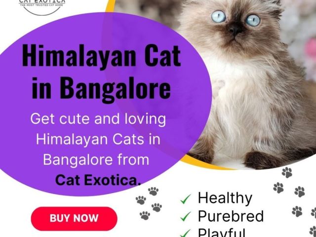 adorable-himalayan-cats-for-sale-in-bangalore