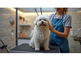 pet-grooming-service-at-home-in-pune-small-0