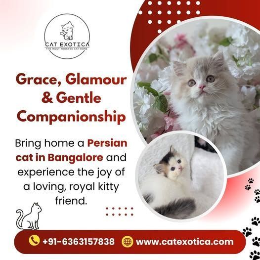 persian-cats-for-sale-in-bangalore-big-0