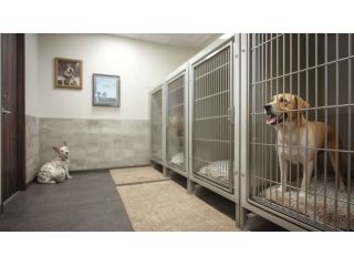 dog-boarding-services-in-kolkata-small-0