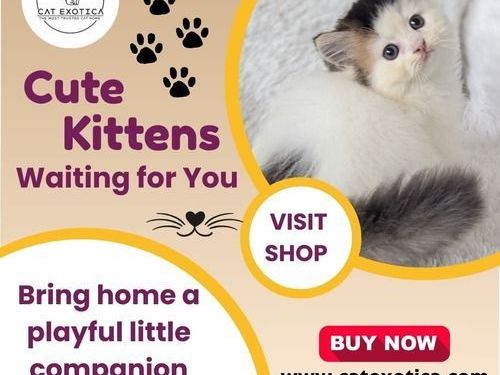 buy-cats-and-kittens-for-sale-in-bangalore-catexotica