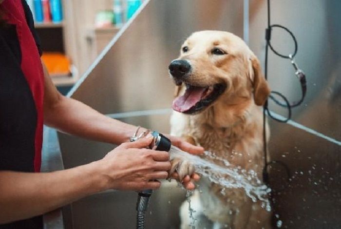 salon-services-for-pets-in-goa-by-glampetz-big-0
