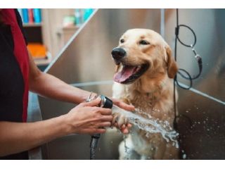 salon-services-for-pets-in-goa-by-glampetz-small-0