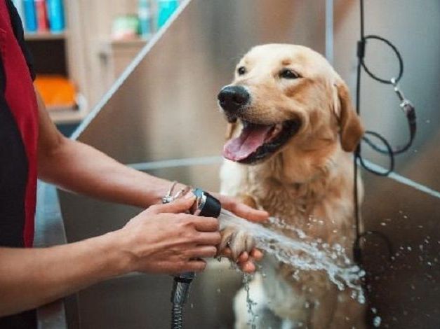salon-services-for-pets-in-goa-by-glampetz