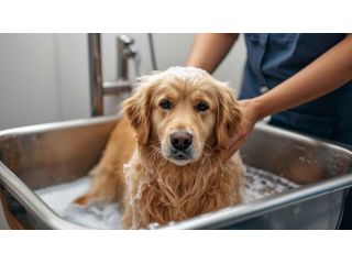 pet-grooming-service-at-home-in-kolkata-small-0