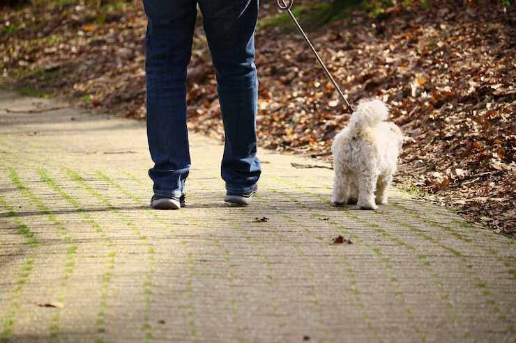 dog-walking-services-in-noida-big-0