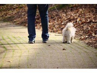 dog-walking-services-in-noida-small-0