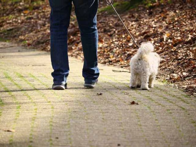 dog-walking-services-in-noida
