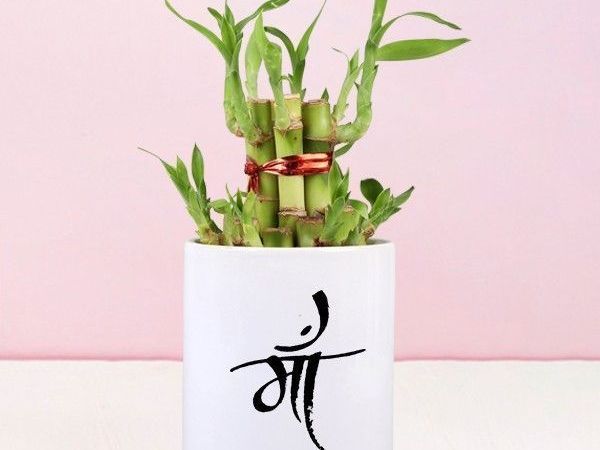 buy-plants-online-in-india-indoor-outdoor-plants