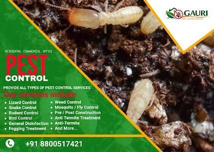 looking-for-pest-control-service-near-me-big-0