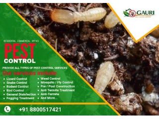 looking-for-pest-control-service-near-me-small-0