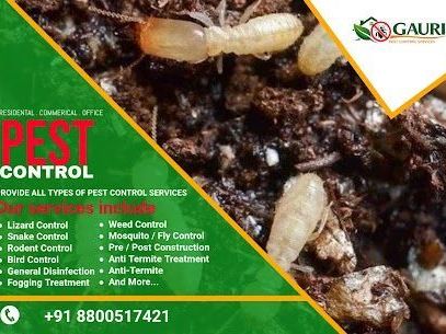 looking-for-pest-control-service-near-me