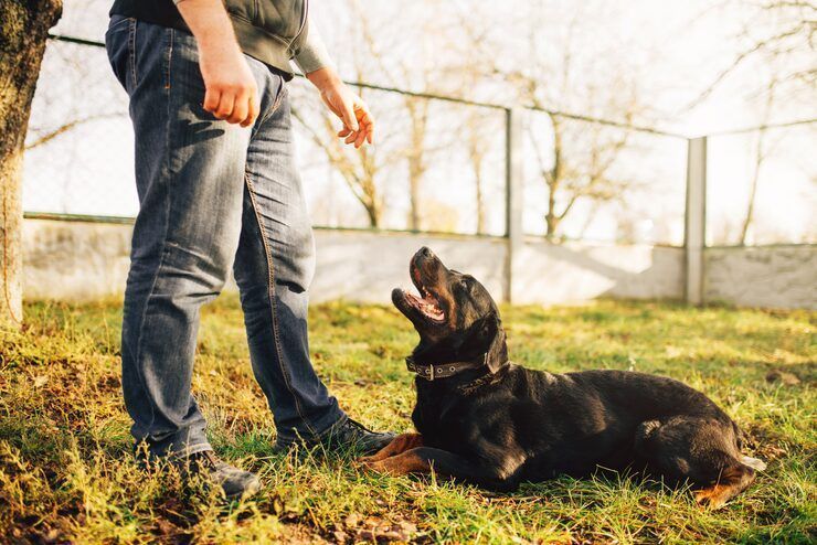 dog-trainer-in-lucknow-big-0