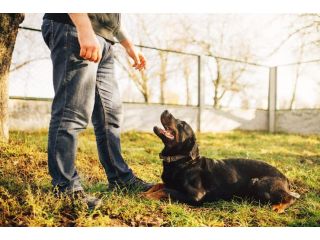 dog-trainer-in-lucknow-small-0