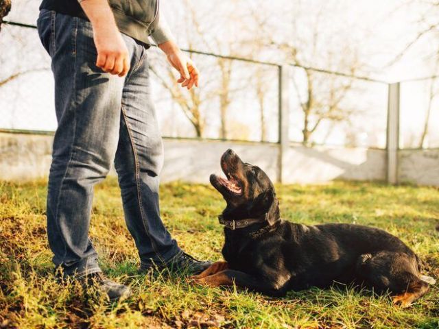 dog-trainer-in-lucknow