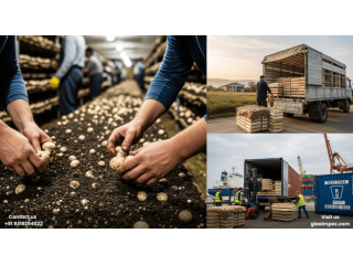 reliable-mushroom-exporter-in-india-for-bulk-supply-small-0