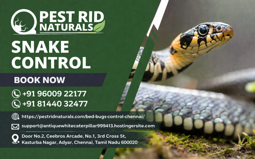 snake-control-chennai-safe-professional-snake-removal-big-0