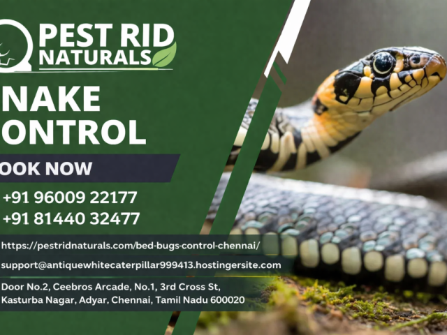 snake-control-chennai-safe-professional-snake-removal