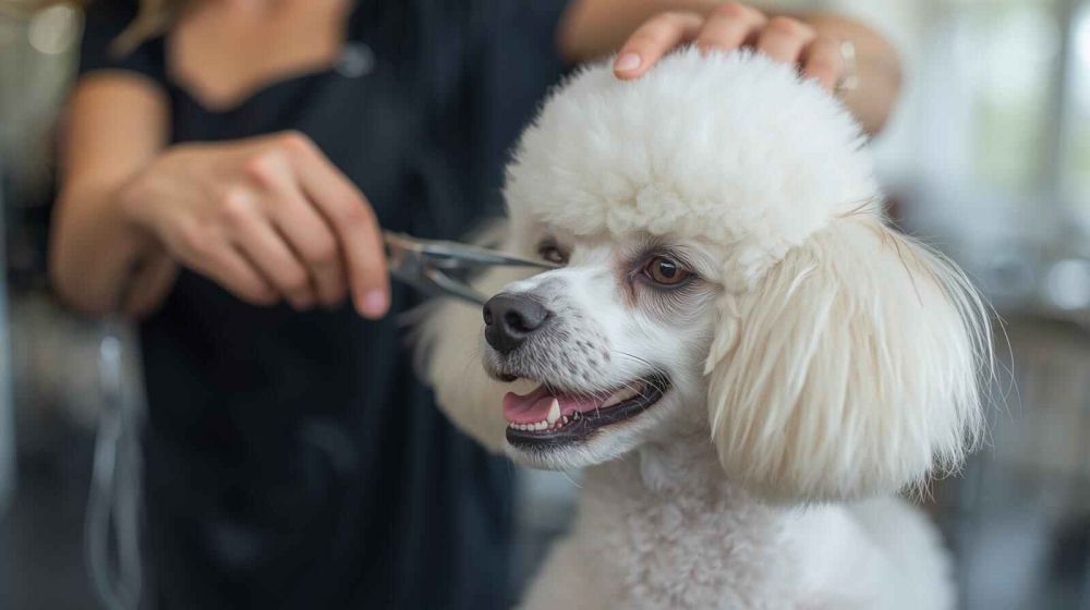 pet-grooming-service-at-home-in-ahmedabad-big-0