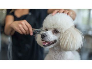 pet-grooming-service-at-home-in-ahmedabad-small-0