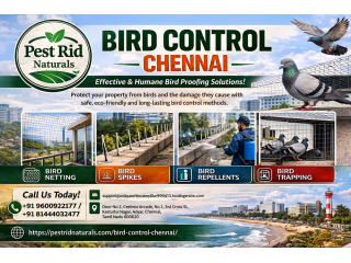 bird-control-chennai-pest-rid-naturals-small-0