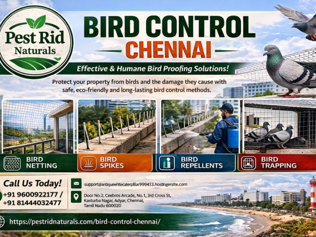 bird-control-chennai-pest-rid-naturals