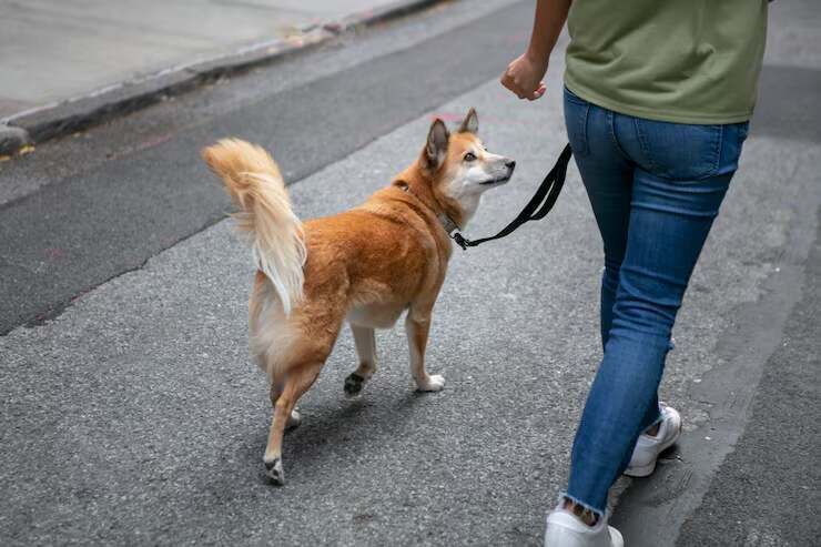 dog-walking-services-in-surat-big-0