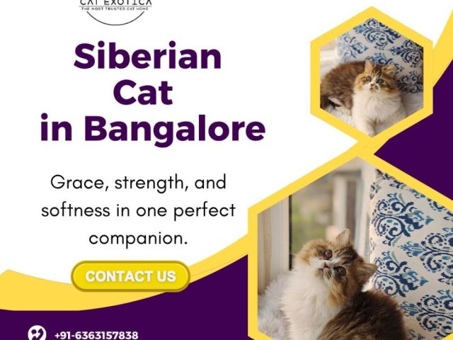 siberian-kittens-for-sale-in-bangalore-catexotica