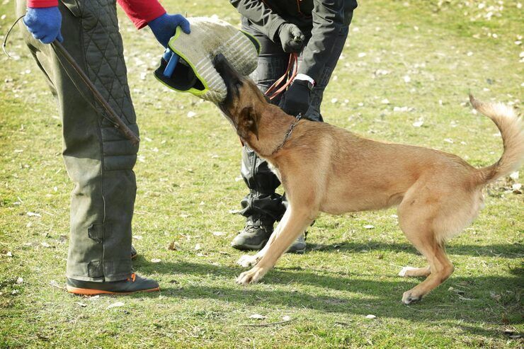 dog-trainer-in-chandigarh-big-0