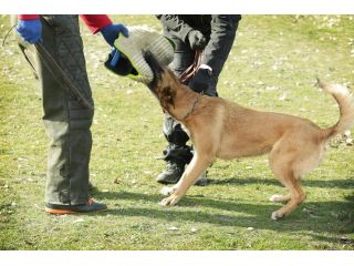 dog-trainer-in-chandigarh-small-0