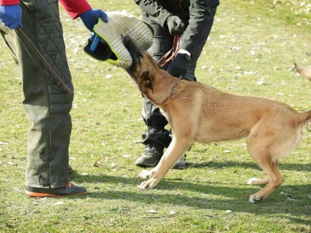 dog-trainer-in-chandigarh