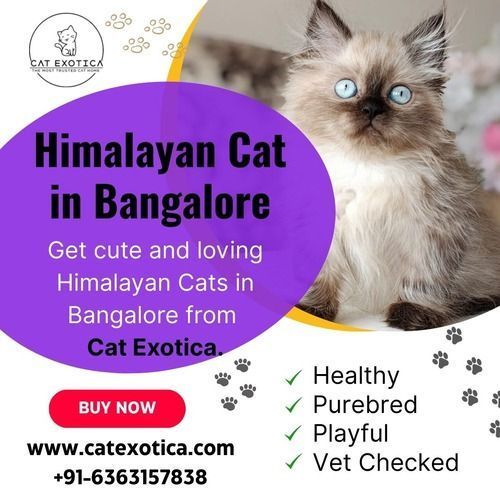 himalayan-cat-for-sale-in-bangalore-catexotica-big-0