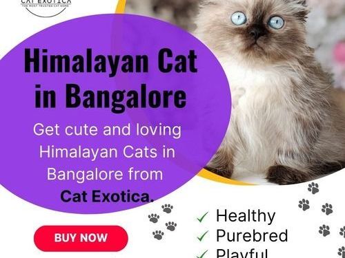 himalayan-cat-for-sale-in-bangalore-catexotica