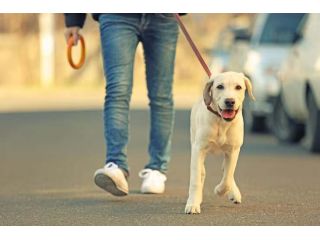 dog-walking-services-in-chandigarh-small-0