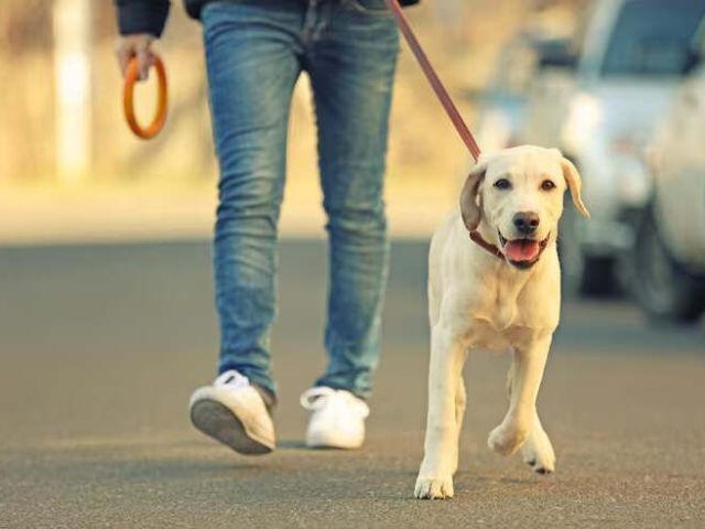dog-walking-services-in-chandigarh